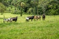 Cattle farm montain pecuaria brazil Royalty Free Stock Photo