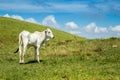 Cattle farm montain pecuaria brazil Royalty Free Stock Photo