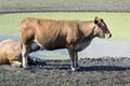 Cattle on a farm near Ceres