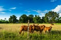 Cattle in farm Royalty Free Stock Photo