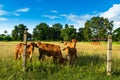 Cattle in farm Royalty Free Stock Photo
