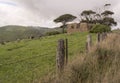 Cattle Farming, Fleurieu Peninsula, South Australia Royalty Free Stock Photo