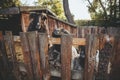 cattle farming funny sheep household stable Royalty Free Stock Photo