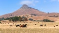 Cattle Farming Midlands Mountains Panoramic