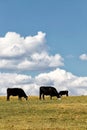 Cattle Feeding in a pasture in the Idaho mountains Royalty Free Stock Photo