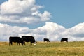 Cattle Feeding in a pasture in the Idaho mountains Royalty Free Stock Photo