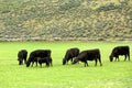 Cattle feeding in a pasture on a spring day. Royalty Free Stock Photo