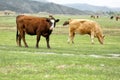 Cattle feeding in a pasture Royalty Free Stock Photo