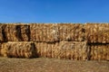 Cattle feed on the inland road Barkly Highway Royalty Free Stock Photo