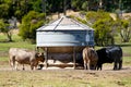 Cattle Feeder Silo Royalty Free Stock Photo