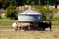Cattle Feeder Silo Royalty Free Stock Photo