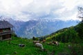 Cattle feeding on alpine meadow, tyrol Royalty Free Stock Photo