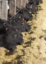 Cattle feeding in an Idaho feedlot. Royalty Free Stock Photo