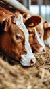 Cattle feeding on hay in cowshed at dairy farm, livestock eating fodder for nutrition