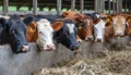 Cattle feeding on hay in cowshed at dairy farm for nutritious fodder consumption