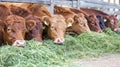 Cattle feeding on hay in a dairy farm cowshed, cows grazing and consuming fodder in a barn