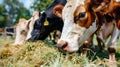 Cattle feeding on hay in a dairy farm cowshed, livestock consuming fodder in barn