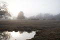 Cattle feeding hay in fog silhouette with farm pond in foreground