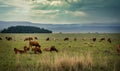 Cattle feeding