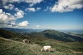 Cattle is feeding high in the mountains