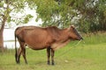 Cattle feeding ranch