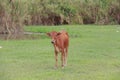 Cattle feeding ranch