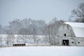 Cattle feeding in the snow