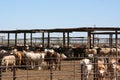 Cattle feedlot Royalty Free Stock Photo