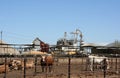 Cattle feedlot Royalty Free Stock Photo