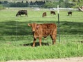 Cattle in fenced pasture Royalty Free Stock Photo