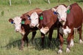 Cattle in field