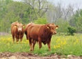 Cattle in field Royalty Free Stock Photo