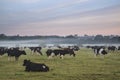 Cattle in field during misty sunrise in English countryside Royalty Free Stock Photo