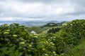 Cattle Field on Rolling Hills of Sao Miguel #3