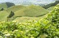 Cattle Field on Rolling Hills of Sao Miguel #2