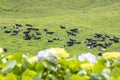 Cattle Field on Rolling Hills of Sao Miguel 5
