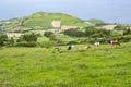 Cattle Field on Rolling Hills of Sao Miguel #4