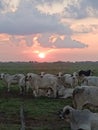 Cattle field sunset sky Royalty Free Stock Photo