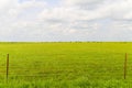 Cattle in the Flint Hills Royalty Free Stock Photo