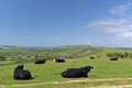Cattle on footpath above Corfe Castle Royalty Free Stock Photo