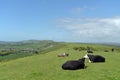 Cattle on footpath above Corfe Castle Royalty Free Stock Photo