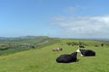 Cattle on footpath above Corfe Castle