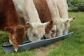 Cattle four young bullocks eating beef nuts from trough on farmland in rural Ireland during summertime Royalty Free Stock Photo