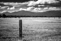 Cattle free grazing in open flats outside of Fort Klamath , Oregon