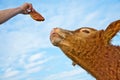 Cattle gets feed Royalty Free Stock Photo