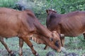 Cattle, Gir cow, Holi cow, The Gir or Gyr is one of the principal Zebu breeds originating in India Royalty Free Stock Photo