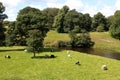 Cattle graze in beautiful English rural setting