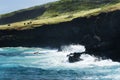 Cattle Graze on Black Cliff edge in Hawaii