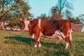 Cattle graze on green meadow grass. Breeding cows in the countryside Royalty Free Stock Photo