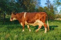 Cattle graze on green meadow grass. Breeding cows in the countryside Royalty Free Stock Photo